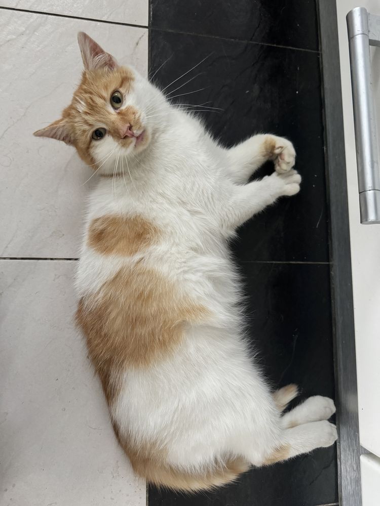 Котята кошенята кот кошка кіт кішка бесплатно