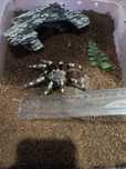 Vitalius chromatus [ex. Nhandu chromatus]