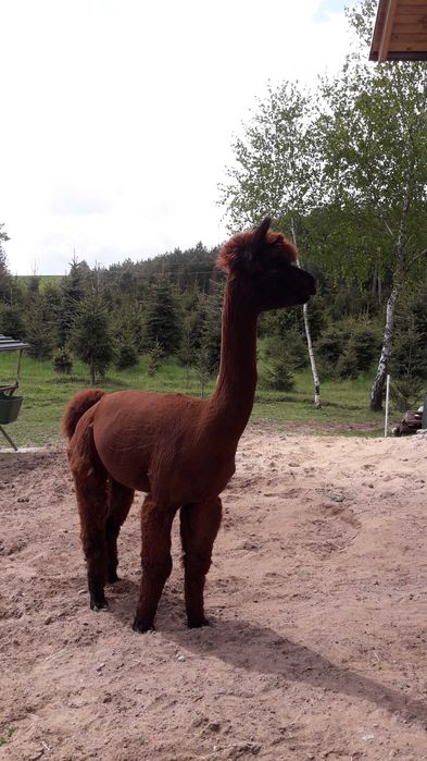 Sprzedam  Samice Alpaki Huacaya