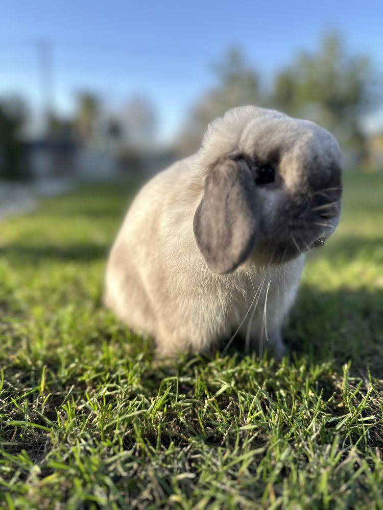 MINI LOP królik karzełek miniaturka ZAREJESTROWANA HODOWLA