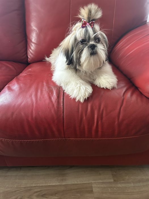Suczka rasy shih tzu tricolor