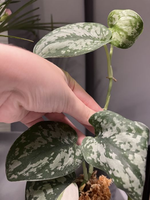 scindapsus exotica variegata okaz kolekcjonerski