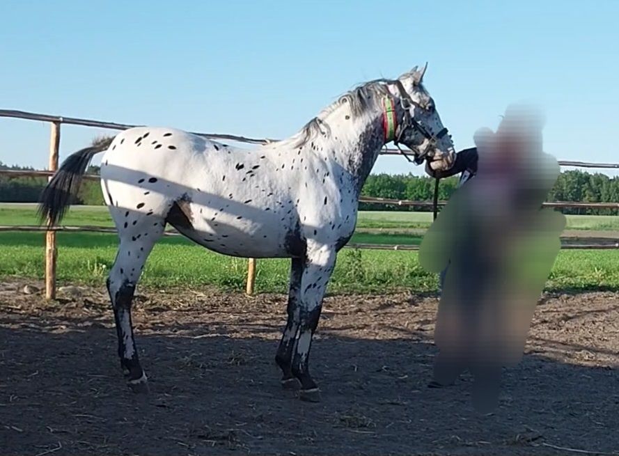 Sprzedam karotarantowatą źrebówkę