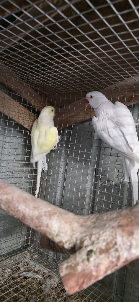 Casal disponível