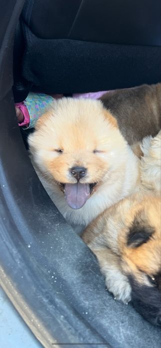 Cachorro Chow chow