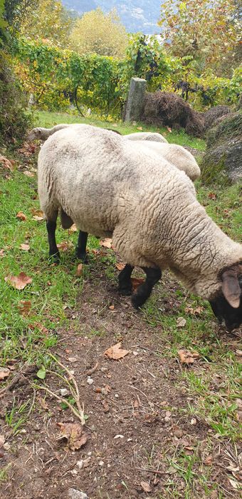 Sulfok 4 anos  muito meigo