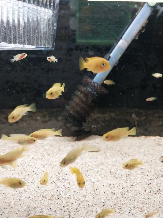 Sprzedam Pyszczaki Malawi młode Yellow Saulosi