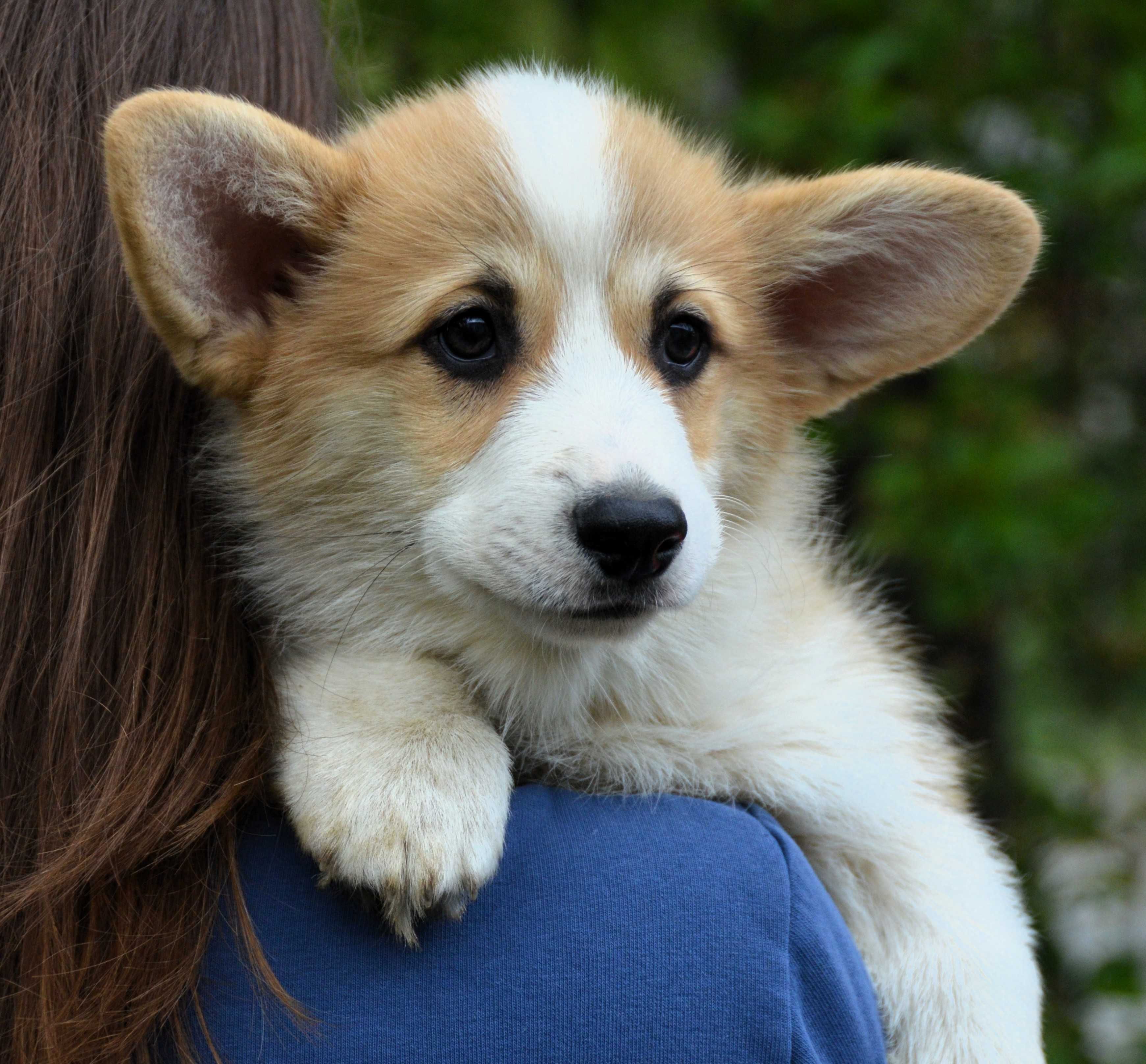 Хлопчик коргі 3 місяці