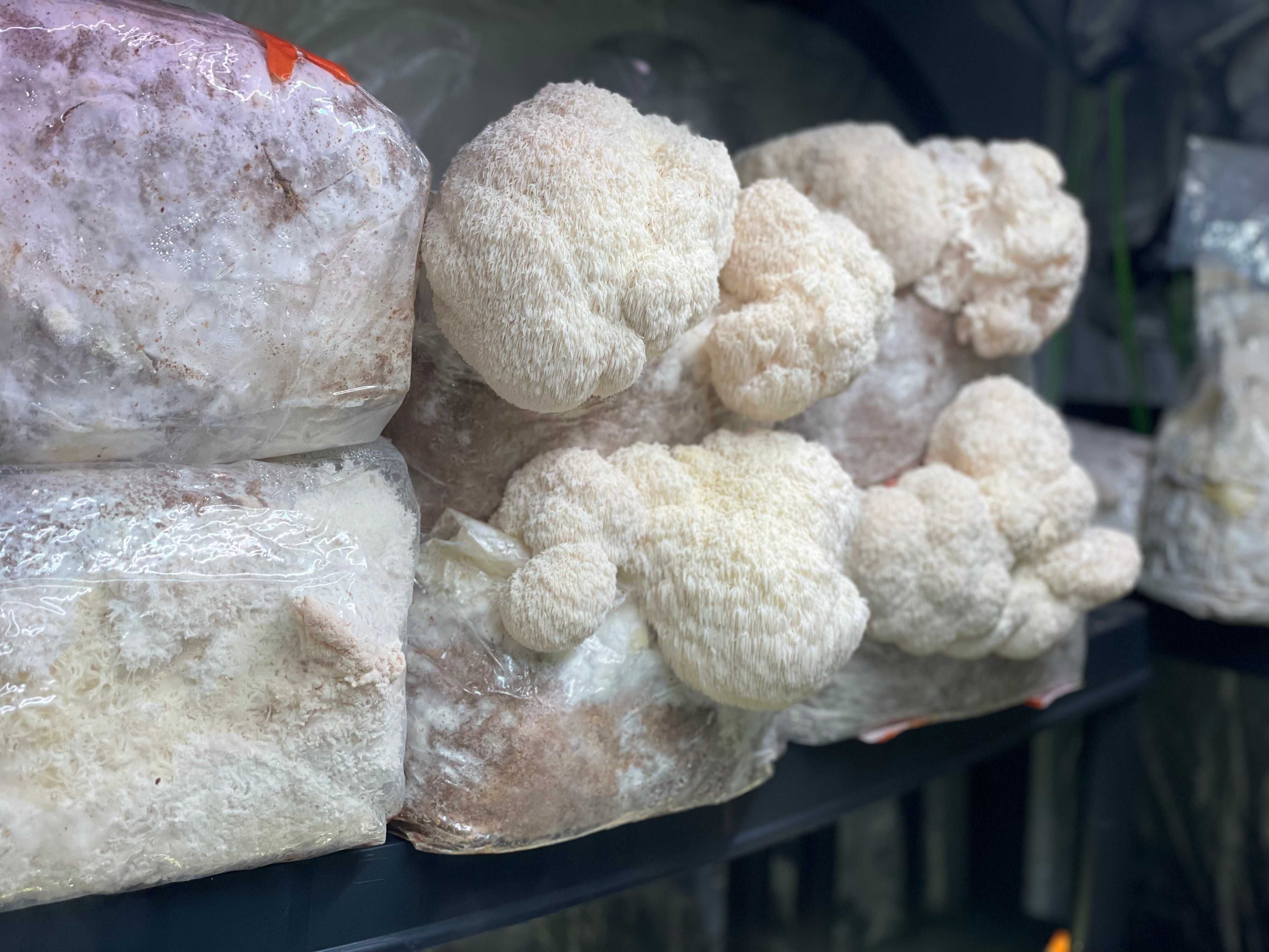 Grzybnia REISHI Czerwone Ganoderma lucidum