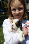 Cavalier King charles spaniel- piesek