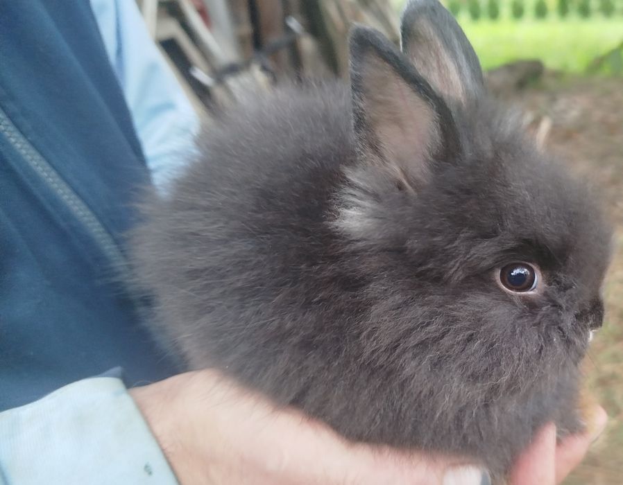 Miniatury króliczków angora i karzełek Tedy