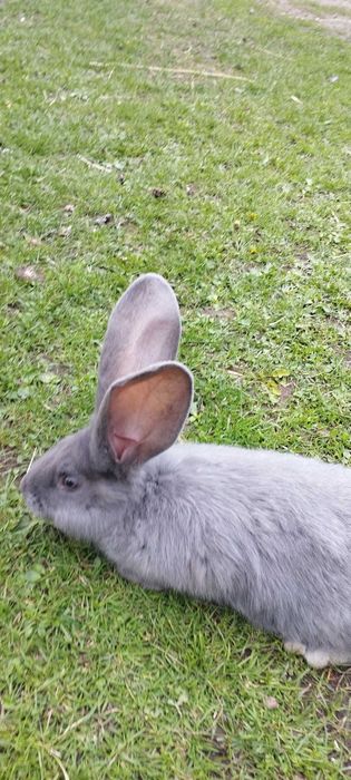 Sprzedam króliki olbrzym belgijski