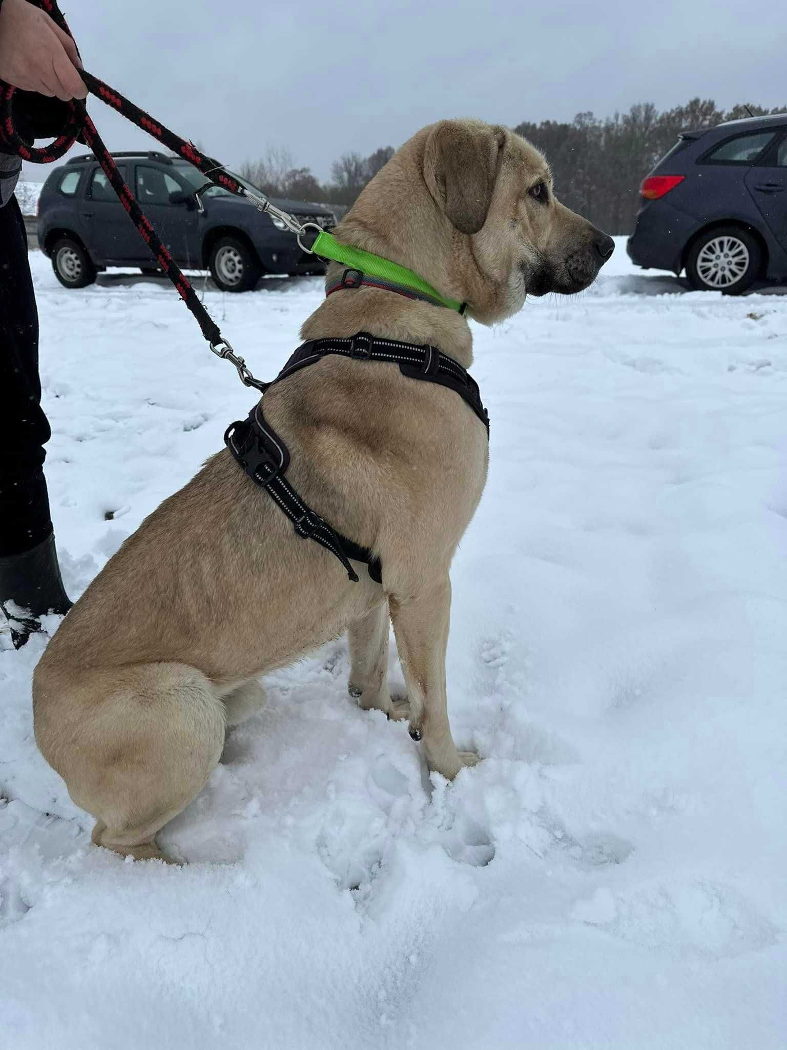 Snow Psi Przystojniak Szuka Domku Na Zawsze