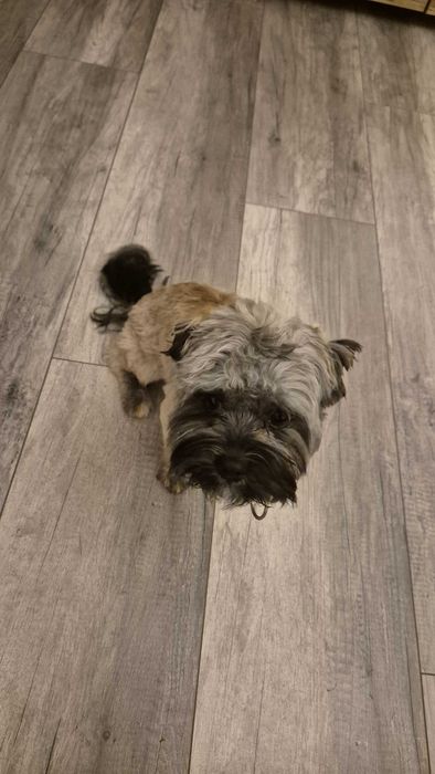 Piesek do adopcji: Lhasa Apso