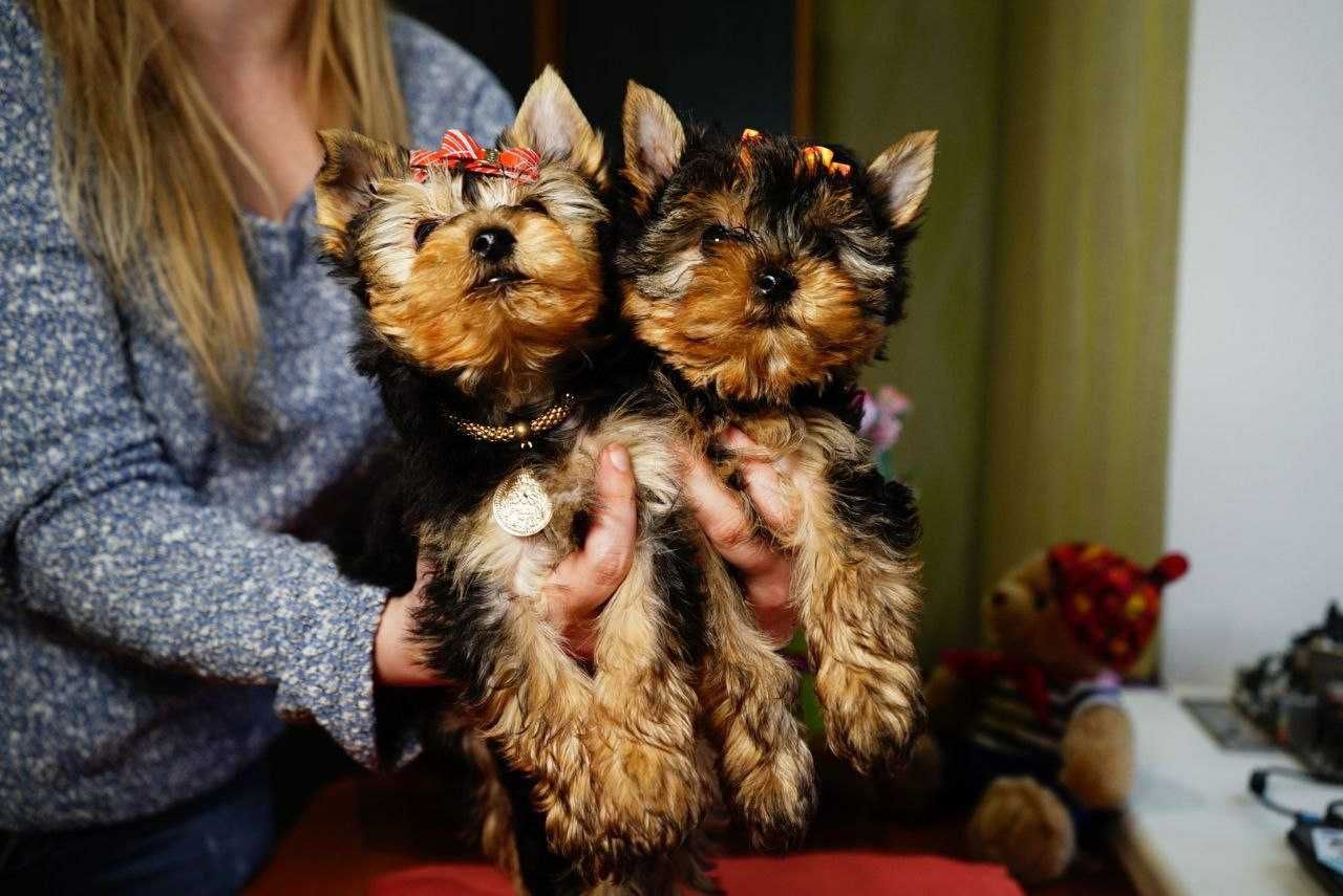 Щенки для любви и обожания