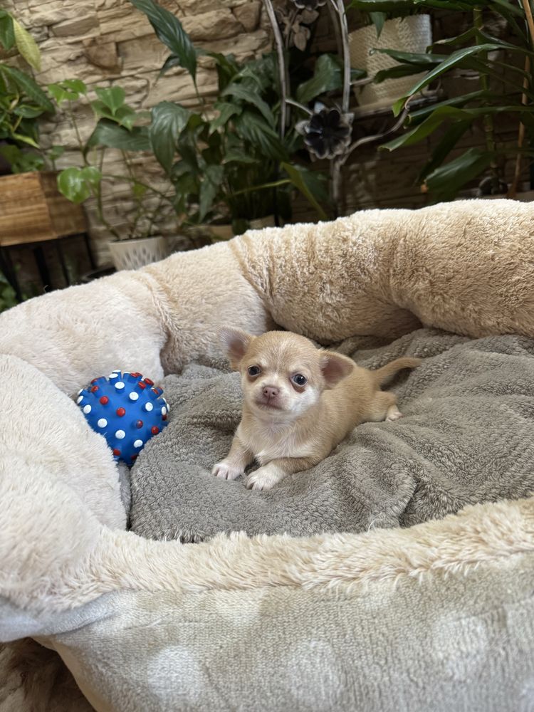 chihuahua krótkowłosy piesek