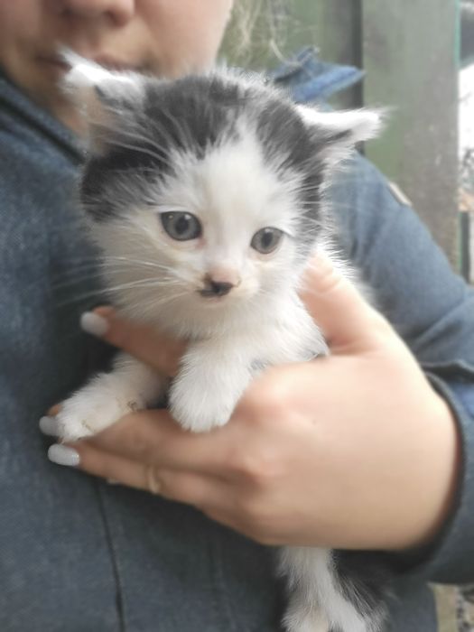 Безкоштовно віддам маленьких котят