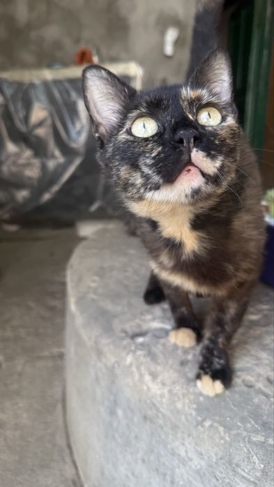 Стерилизованная девочка, кошка, котенок