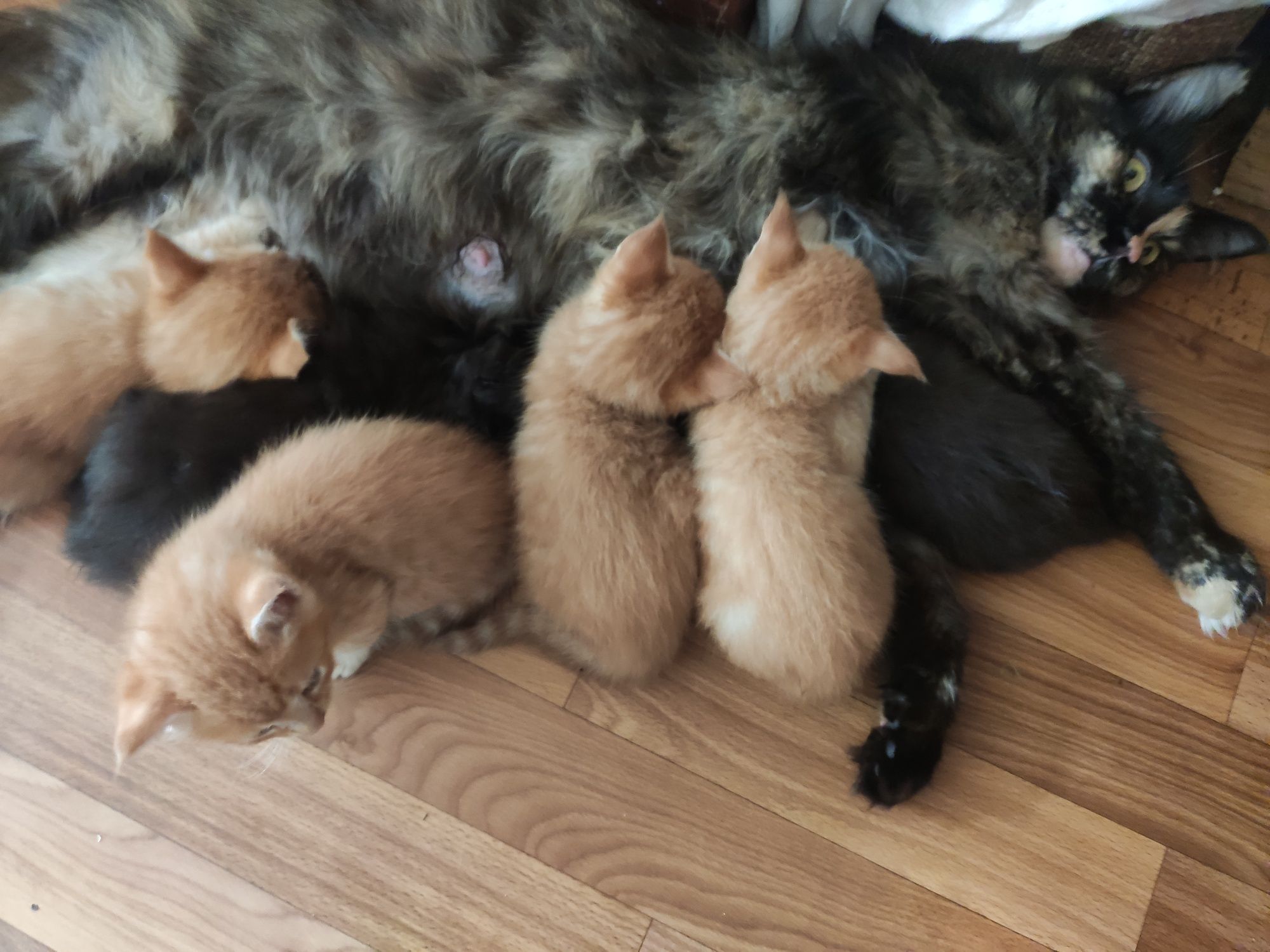 Продам котят Мейн кун