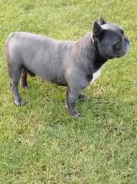 Buldog francuski blue