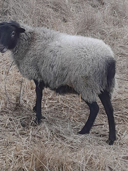 Продам вівцю,після другого окоту