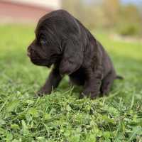 Czekoladowy piesek cocker spaniel