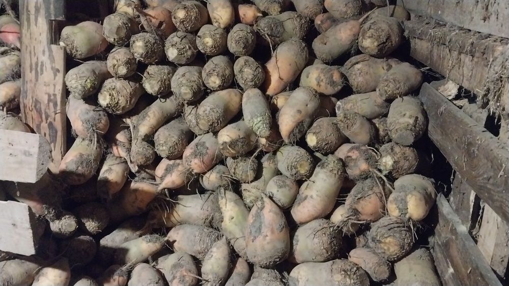 Продам кормовий буряк ,буряк червоний,моркву,картоплю.