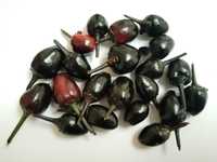 Sementes de Pimenta Preta Black Olive - Capsicum annuum