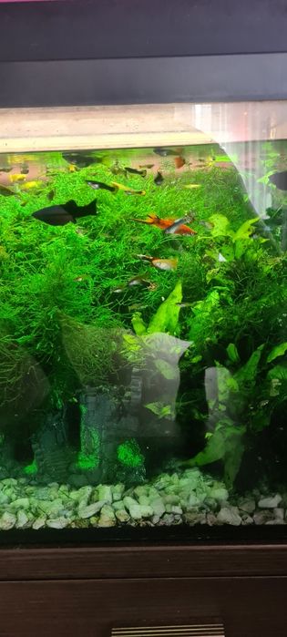 Akwarium 180l z życiem ( glupiki / pawie oczka molinezje mieczyki