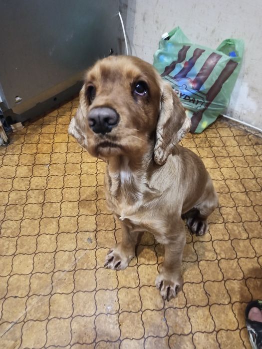 Вязка английского спаниеля