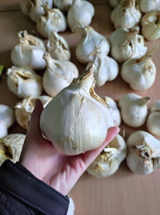 Часник Рокамболь домашній 1кг гігантський часник