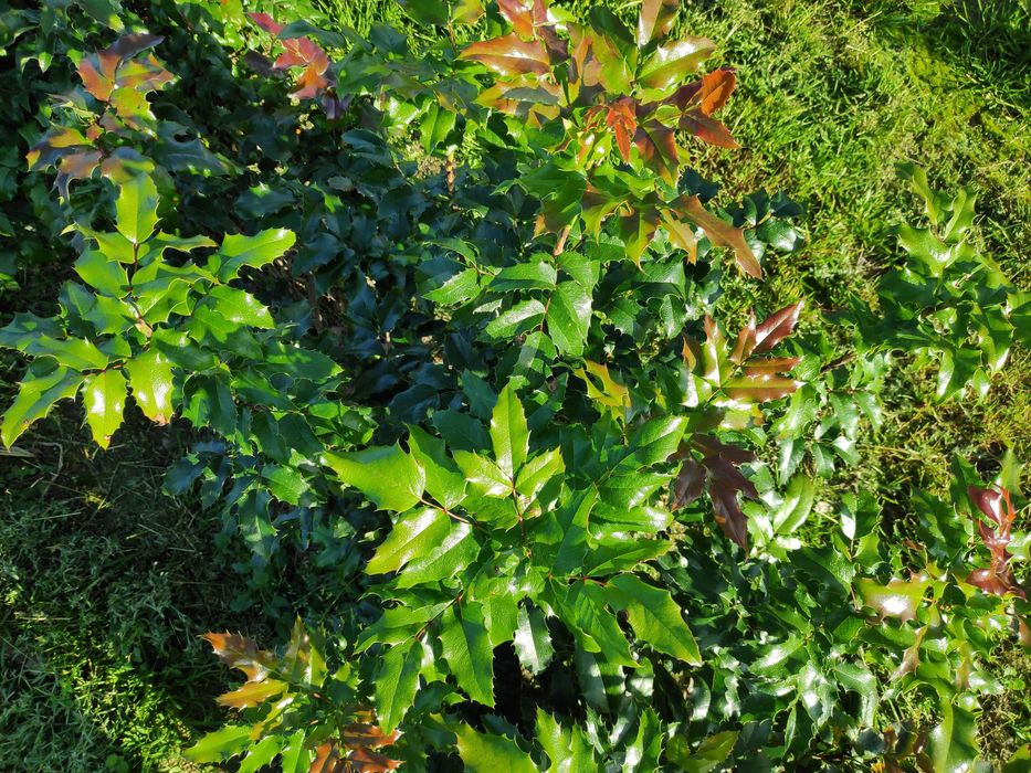 Mahonia gałązki na kompozycje florystyczne