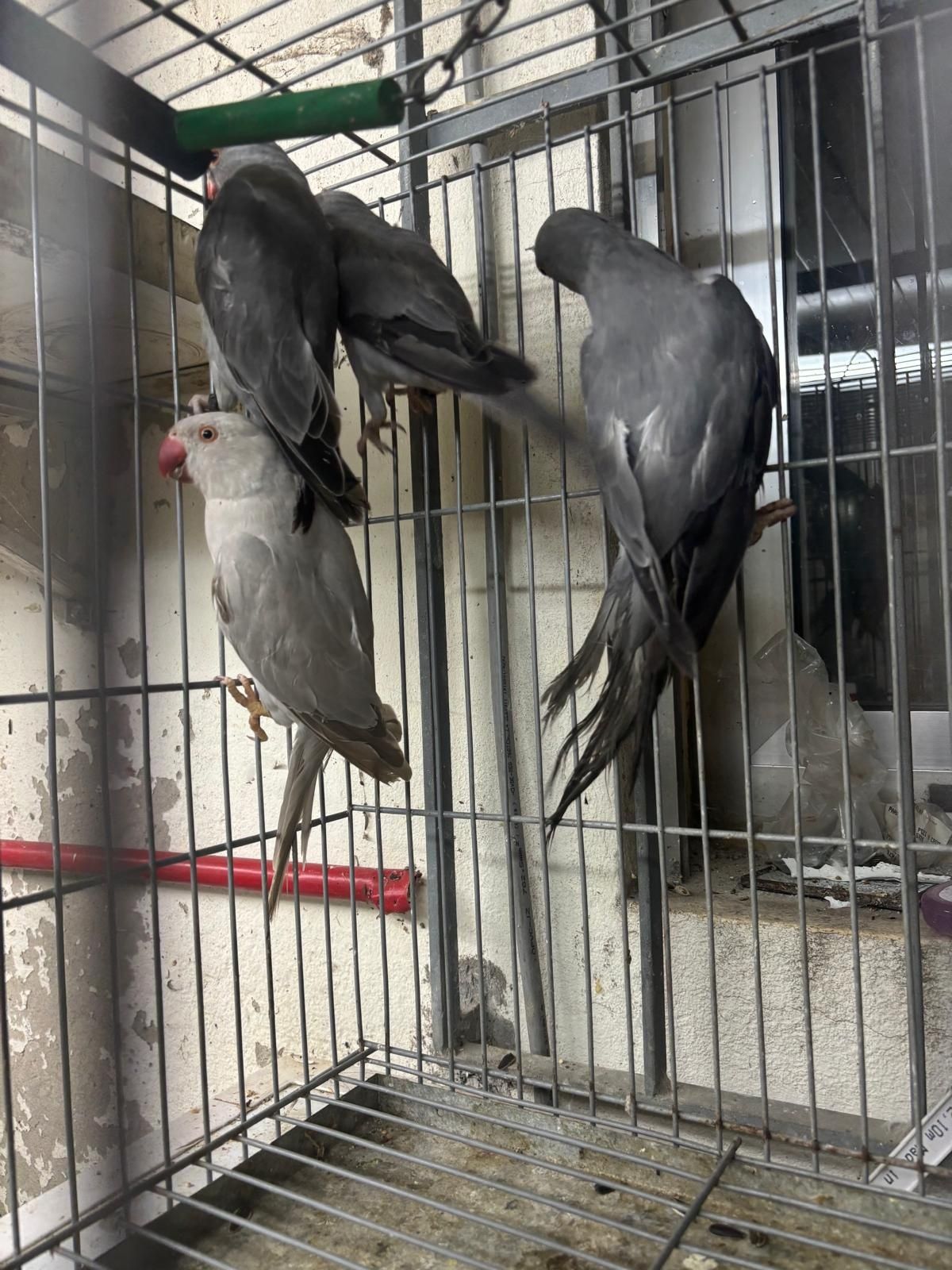 Ring neck cinzento