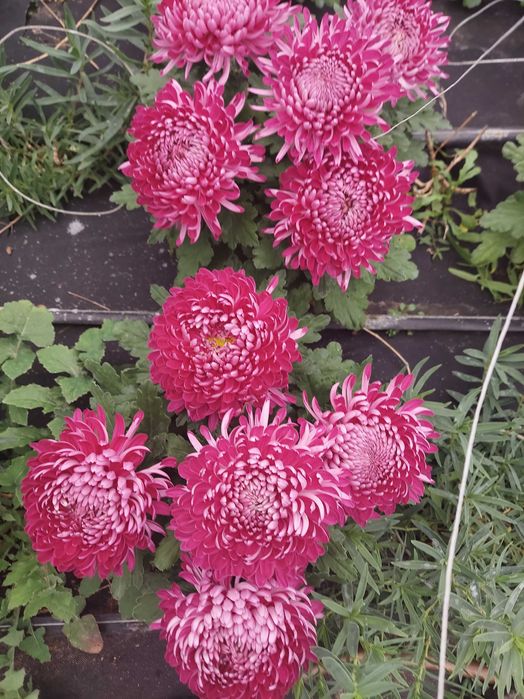Chryzantemy doniczkowe