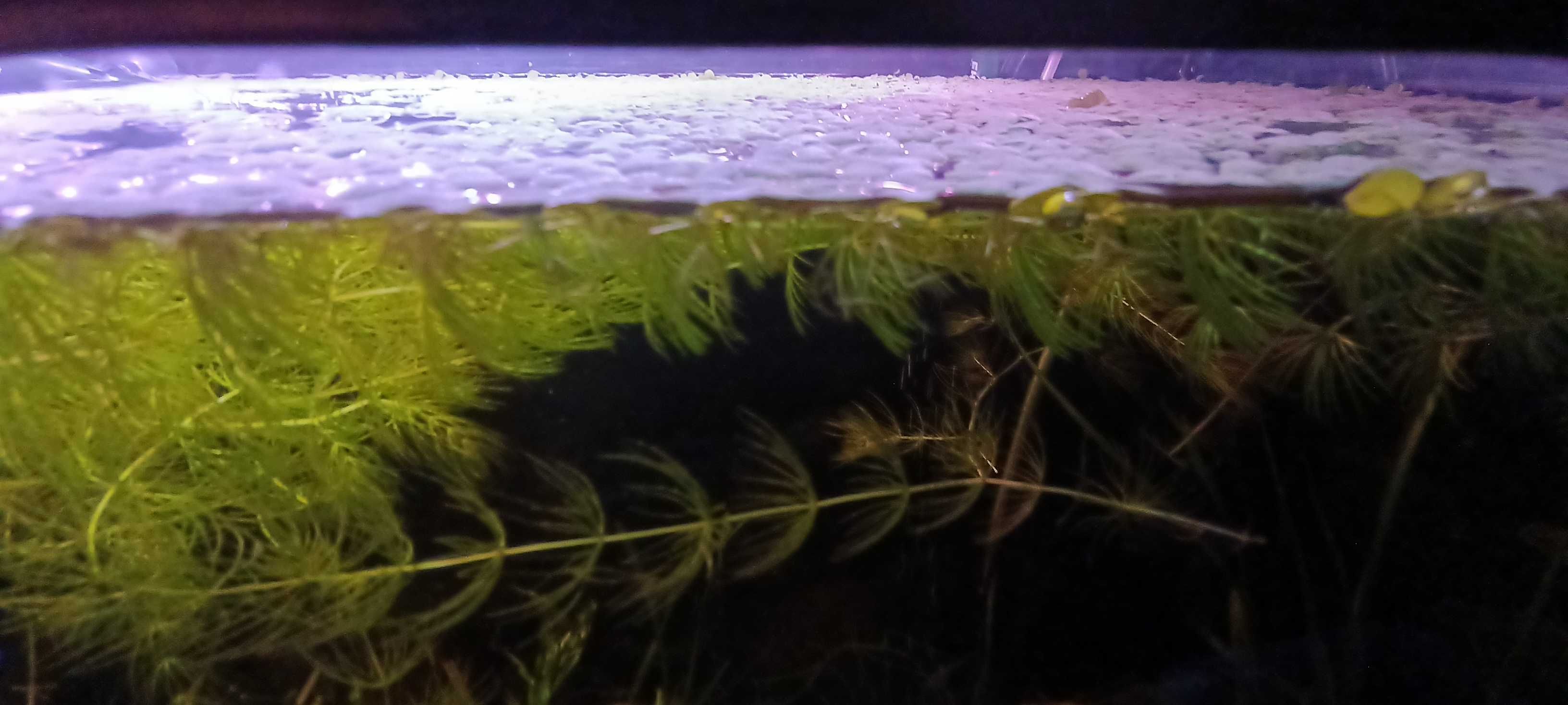 Oddam rzęsę wodną
