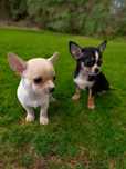Chihuahua szczeniak z Rodowodem