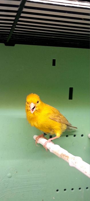 Kanarki samce I samice