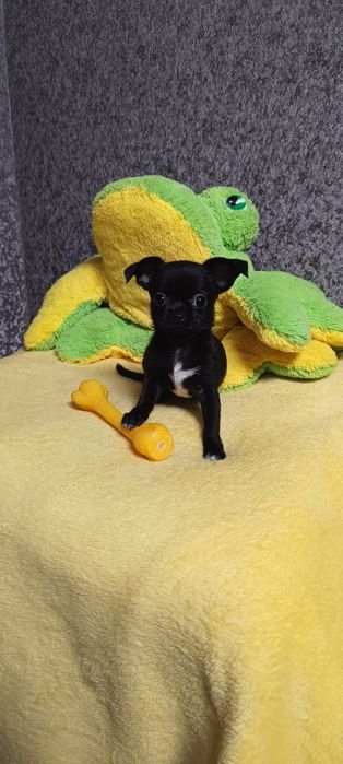 Чихуахуа девочка