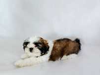 Piesek shih tzu tricolor szczeniaczek z rodowodem