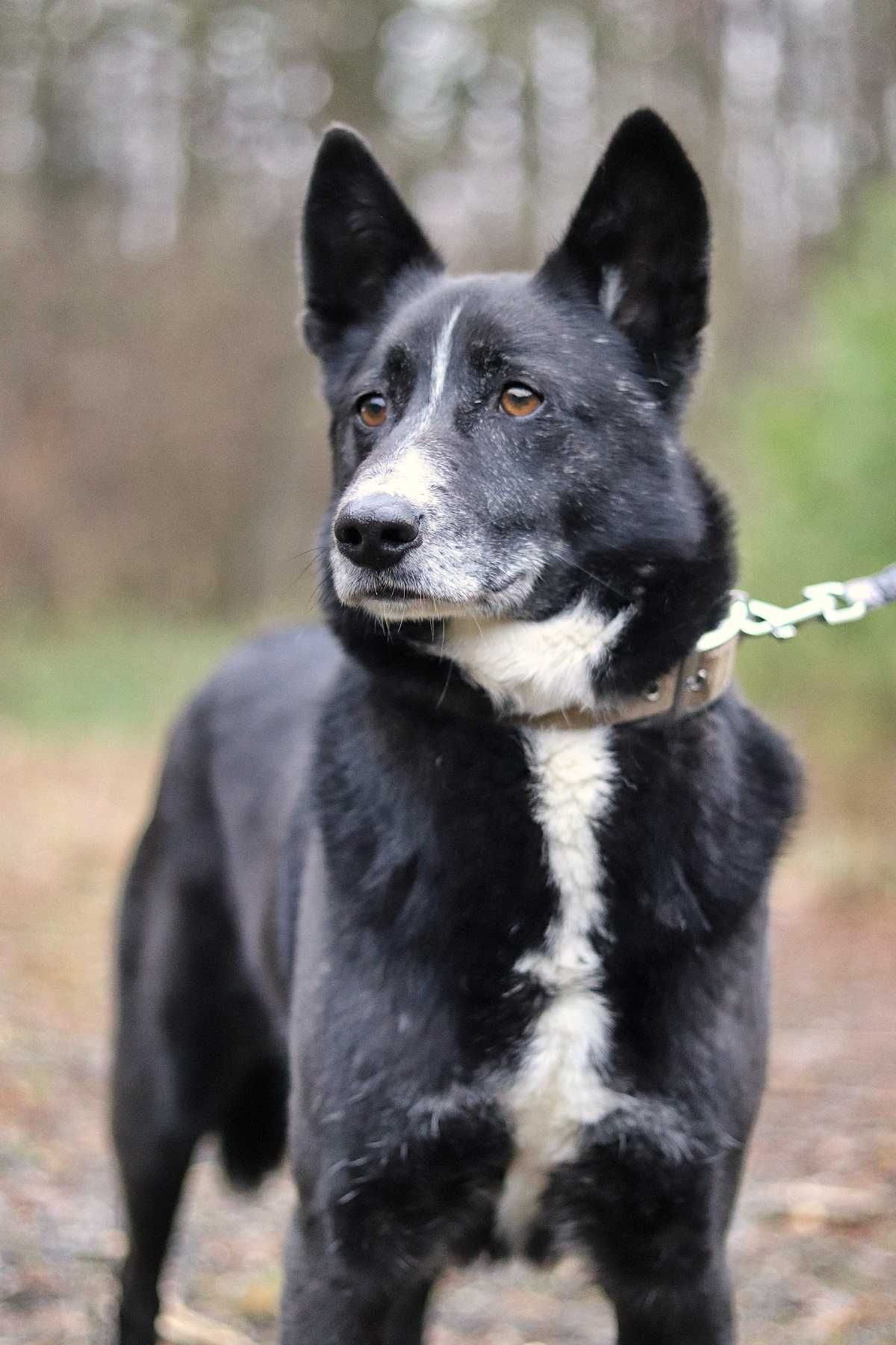 Spokojny, przyjazny, niekonfliktowy w typie psa karelskiego do adopcji