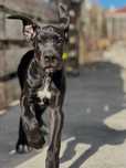 Dogue Alemao Preto de Arlequim Fêmea