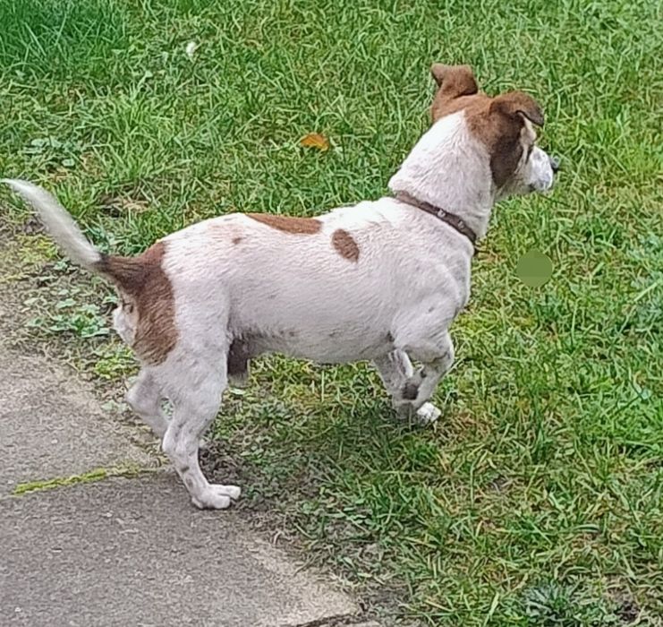Oddam w dobre ręce Jack Russell Terrier