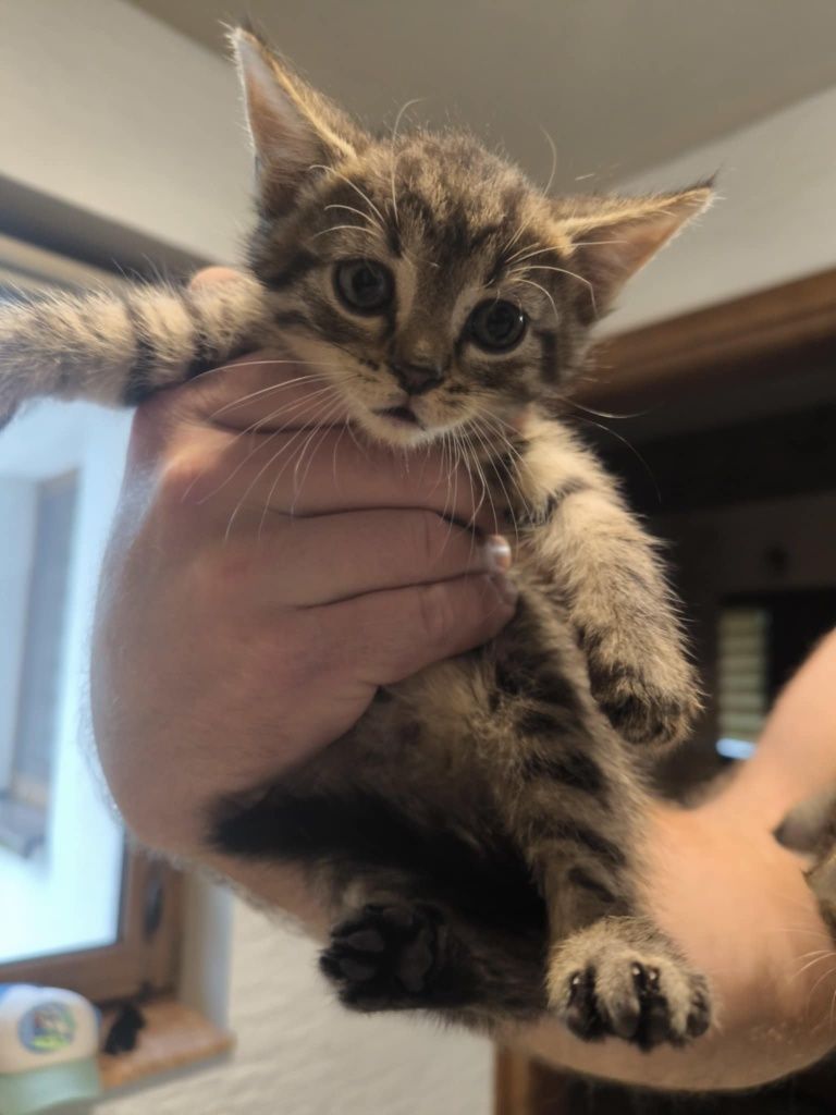 Kotek kotka do oddania , adopcji