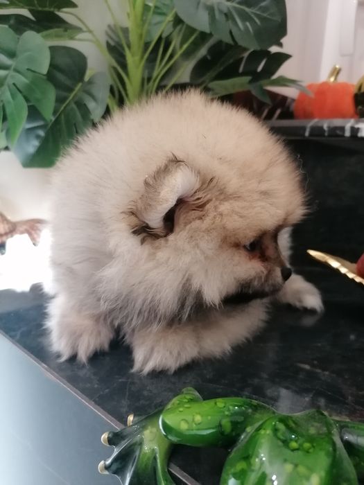 Szpic miniaturowy suczka