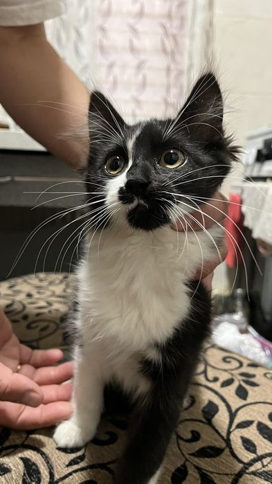 Котята 5 мес. в надежные руки. Черные, черно-белые