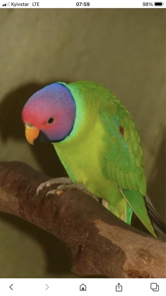 Папуга сливоголовий ручний