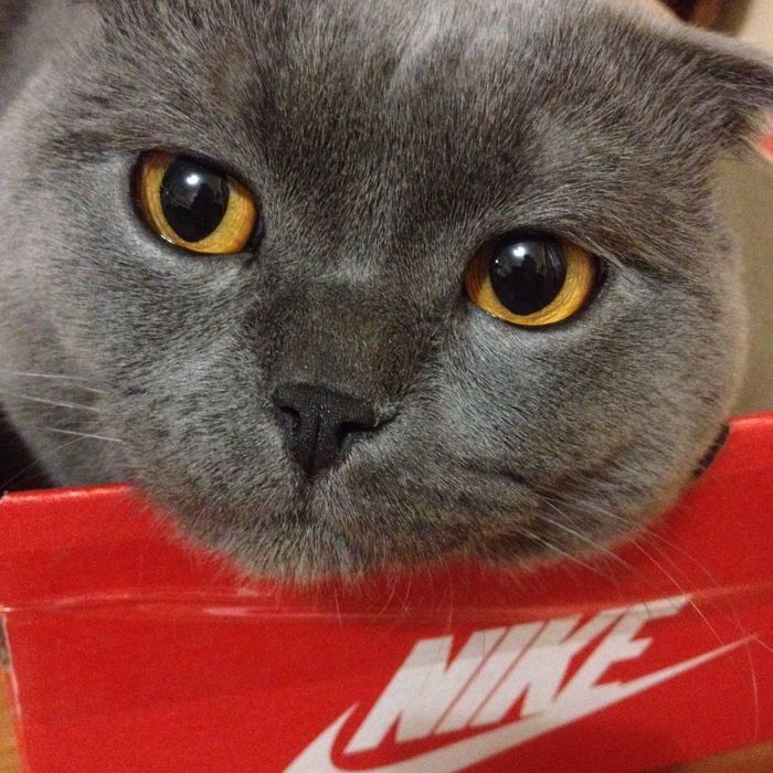 Котята, кошенята, шотландці, висловухі, прямовухі