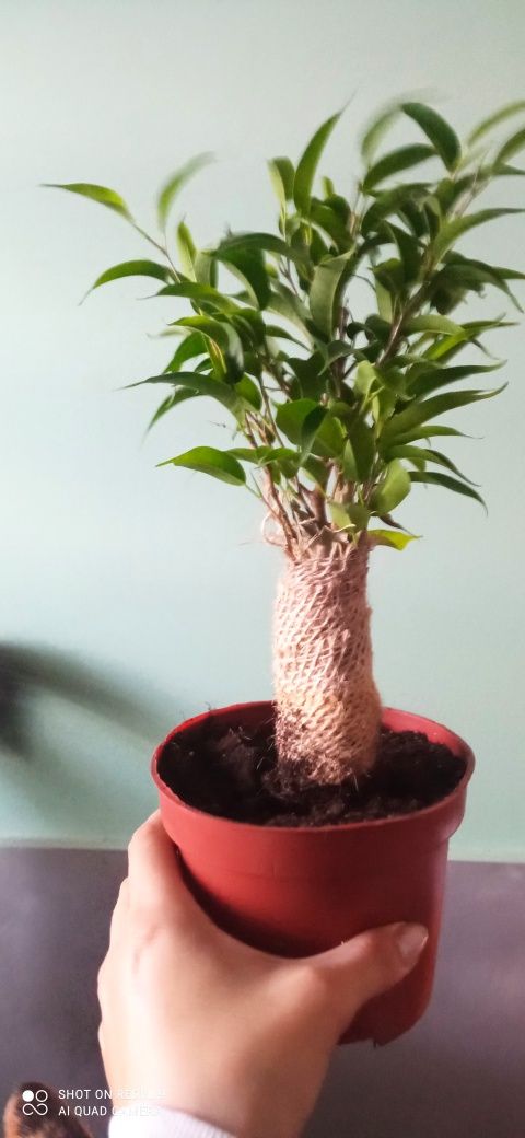 Fikus Benjamin Drzewko z Jutą Natasja Ficus