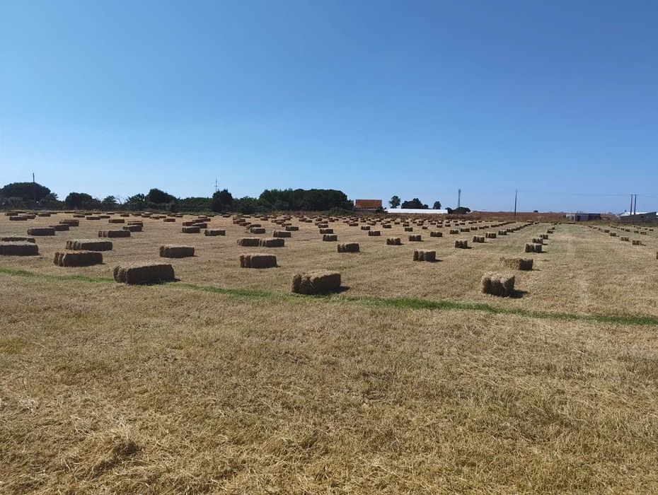 250 Fardos pequenos de feno 100 x 50 x 40 - 20kg