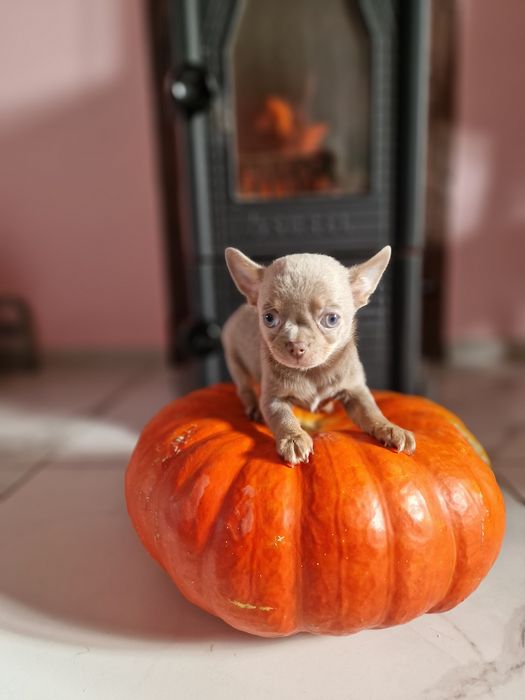 Терміново! Велика знижка! Тільки хлопчики. Поспішайте . Доставка по об